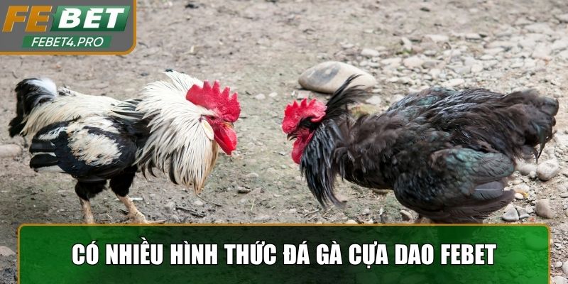 Có nhiều hình thức đá gà cựa dao Febet