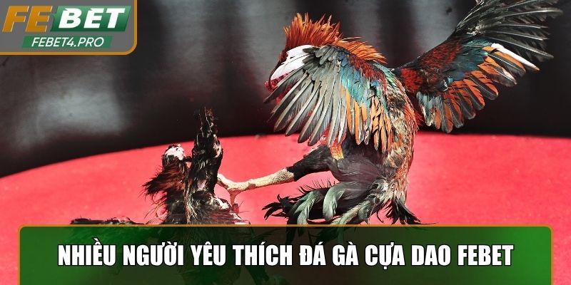 Nhiều người yêu thích đá gà cựa dao Febet