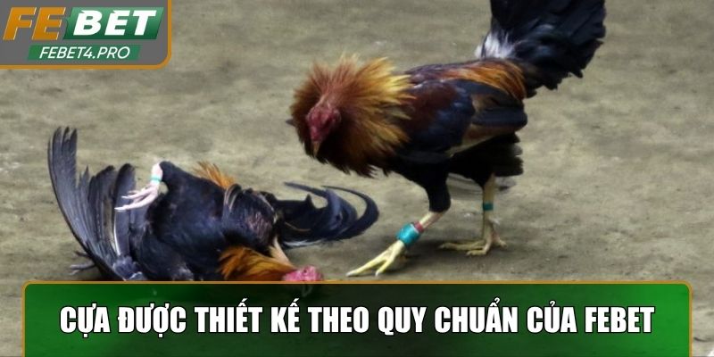 Cựa được thiết kế theo quy chuẩn của nhà cái Febet