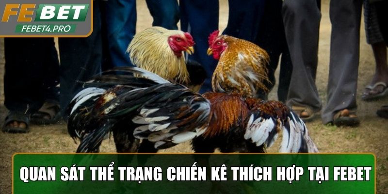 Quan sát thể trạng chiến kê để chọn cược thích hợp tại Febet