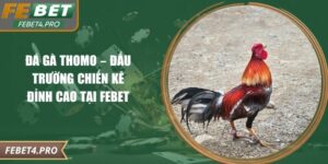 Đá Gà Thomo – Đấu Trường Chiến Kê Đỉnh Cao Tại Febet