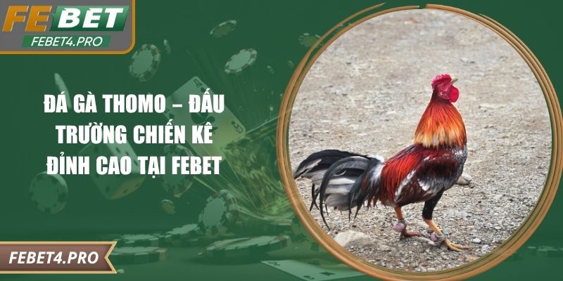 Đá Gà Thomo – Đấu Trường Chiến Kê Đỉnh Cao Tại Febet
