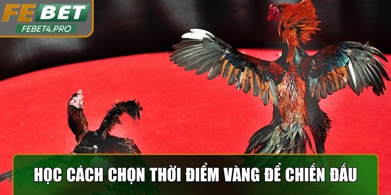 Học cách chọn thời điểm vàng để chiến đấu