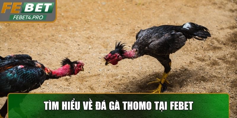 Tìm hiểu về đá gà Thomo tại Febet