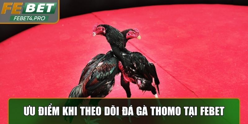 Nhiều ưu điểm khi theo dõi đá gà Thomo tại Febet