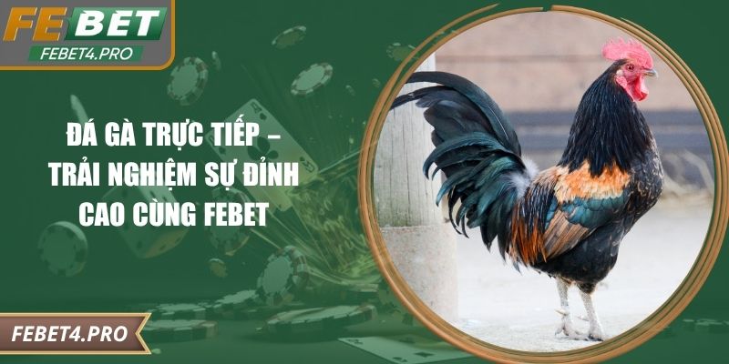 Đá Gà Trực Tiếp – Trải Nghiệm Sự Đỉnh Cao Cùng Febet