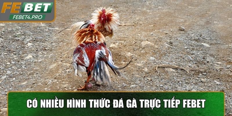 Có nhiều hình thức đá gà trực tiếp Febet