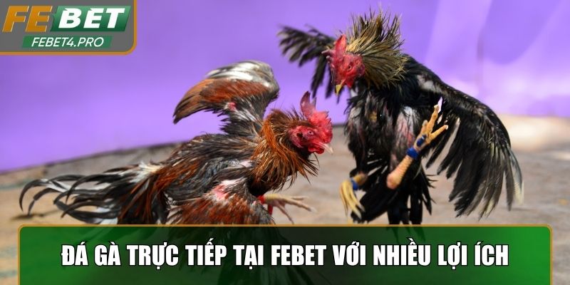 Đá gà trực tiếp tại Febet với nhiều lợi ích