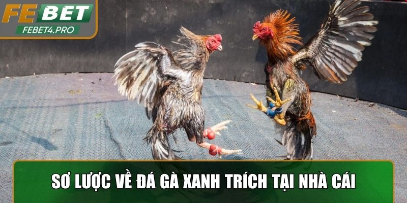 Sơ lược về đá gà xanh trích tại nhà cái