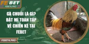 gà chuối là gì?