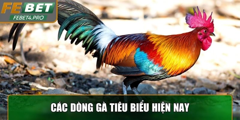 Các dòng gà tiêu biểu hiện nay