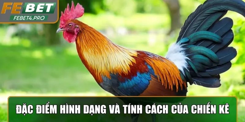 Đặc điểm hình dạng và tính cách của chiến kê