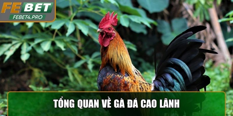 Tổng quan về gà đá Cao Lãnh