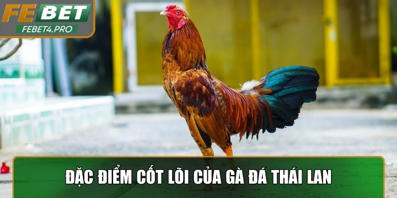 Nguồn gốc và đặc điểm cốt lõi của gà đá Thái Lan