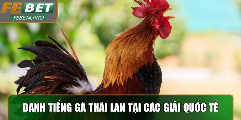 Danh tiếng gà Thái Lan tại các giải quốc tế