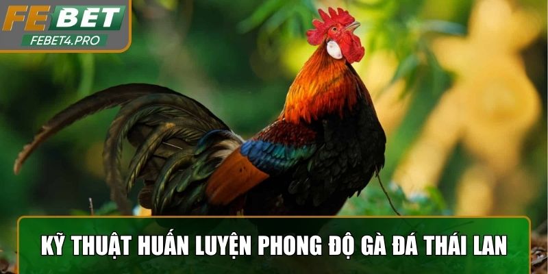 Kỹ thuật huấn luyện phong độ gà đá Thái Lan
