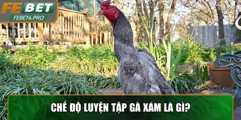 Chế độ luyện tập gà xám là gì?