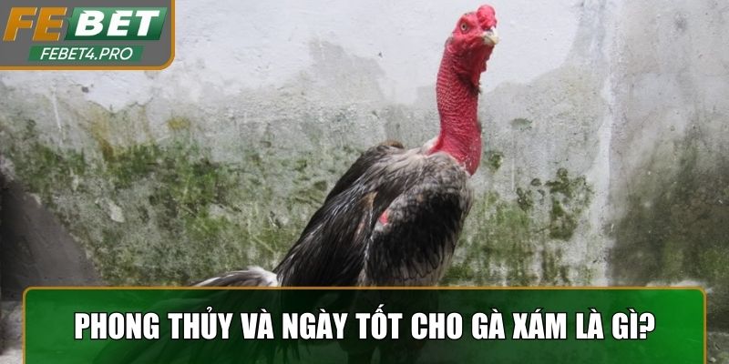 Ý nghĩa phong thủy và ngày đá tốt cho gà xám là gì?