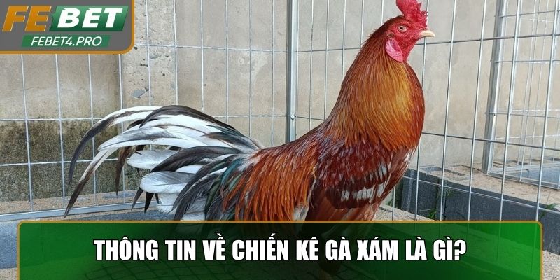 Thông tin về chiến kê gà xám là gì?