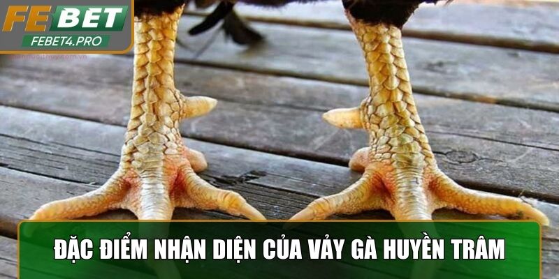 Vị trí và đặc điểm nhận diện của vảy gà Huyền Trâm