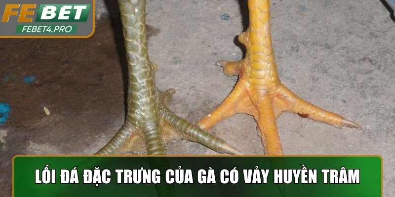 Kỹ thuật chiến đấu và lối đá đặc trưng của Vảy gà Huyền Trâm