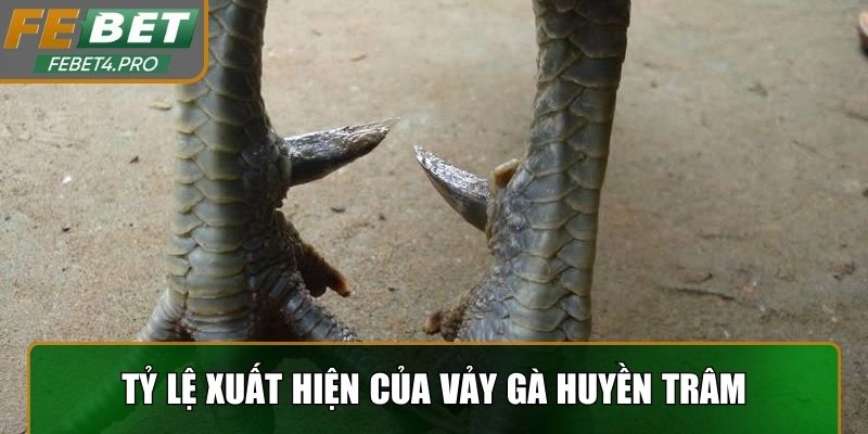 Tỷ lệ xuất hiện của vảy gà Huyền Trâm