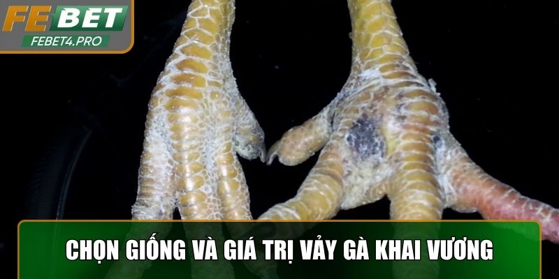 Ứng dụng trong chọn giống và giá trị vảy gà Khai Vương