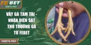 vảy gà Tam Tài