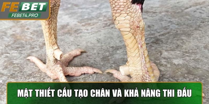Mật thiết giữa cấu tạo chân và khả năng thi đấu