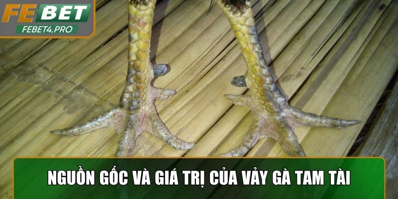 Phân tích nguồn gốc và giá trị của vảy gà Tam Tài