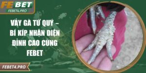 vảy gà Tứ Quý