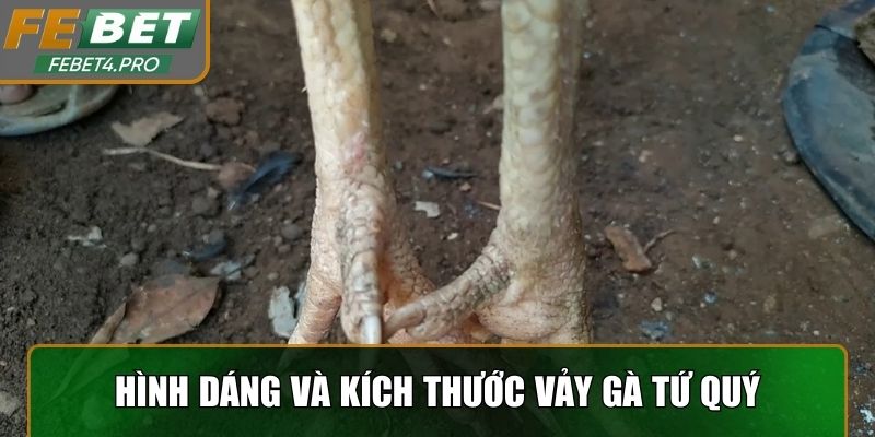 Nhận biết hình dáng và kích thước vảy gà Tứ Quý từ FEBET