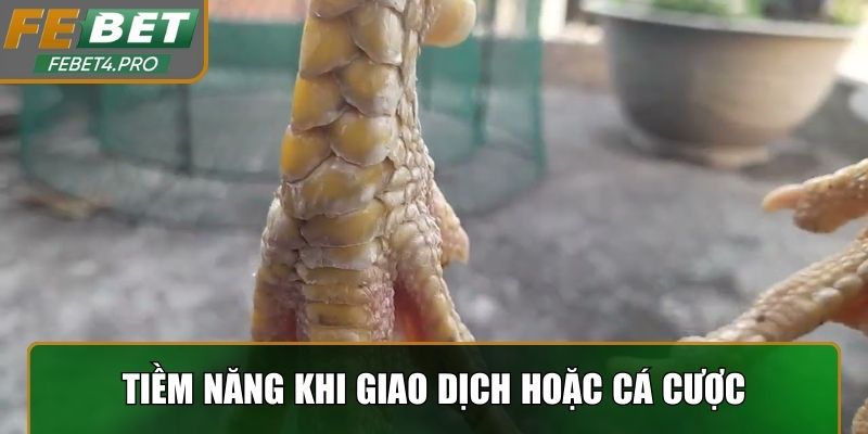 Nhận định tiềm năng khi giao dịch hoặc cá cược
