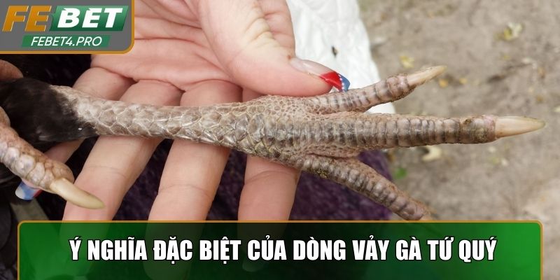 Nguồn gốc và ý nghĩa đặc biệt của dòng vảy gà Tứ Quý